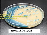 Môi trường ChromoGel Candida Agar