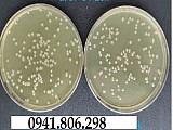 Môi trường Tryptic Soy Agar 500g/Chai (TSA500)