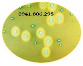 Môi trường ChromoGet Listeria Agar